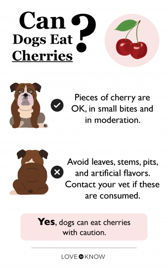 Can dogs eat cherries infographic