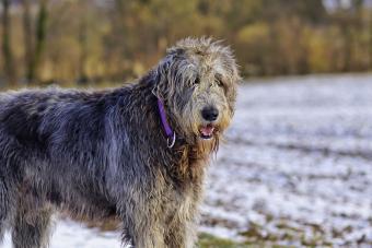 Irish Wolfhound On Field During Winter