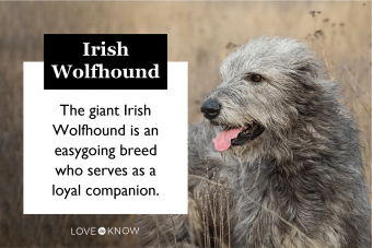 Irish Wolfhound breed characteristics