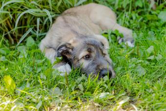 puppy Irish wolfhound smiling and lying on meadow