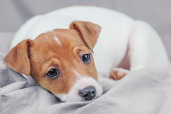 Jack russel terrier on grey sheet