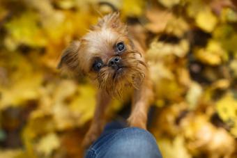 Brussels Griffon puppy for a walk
