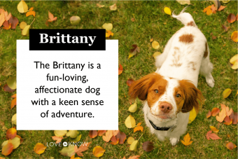 Brittany Spaniel characteristics