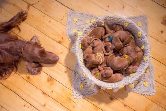 Irish setter puppies sleeping in a basket