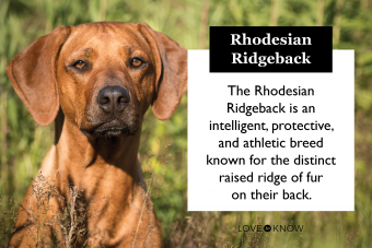 Rhodesian Ridgeback in a field