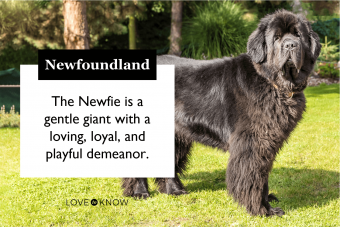 Newfoundland breed characteristics