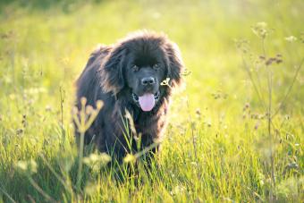 Portrait of a Newfoundland