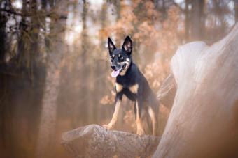 Australian kelpie in forest