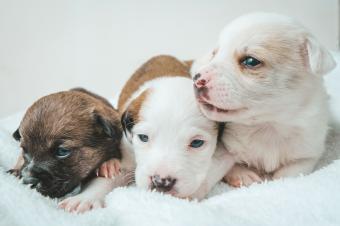 three newborn puppies