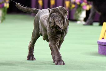 A Neapolitan Mastiff competes in Dog Show