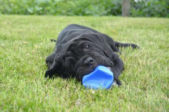 Neapolitan Mastiff Playing With Toy On Grassy Field