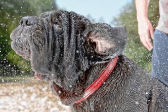 Neapolitan mastiff shaking head in water