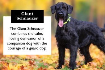 Giant Schnauzer Breed Card