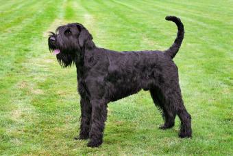 Giant Schnauzer on lawn