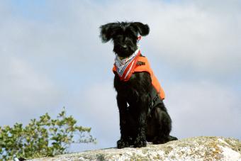 A giant schnauzer puppy wearing a life vest