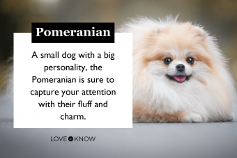 Portrait of lap pomeranian