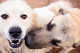 Great Pyrenees mountain dog and an Anatolian Shepherd puppy