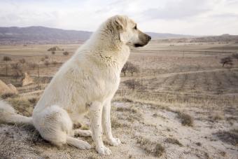 Anatolian Shepherd dog outdoors