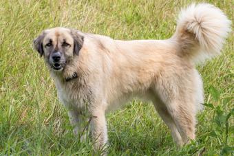 Happy Large Anatolian Shepherd Dog