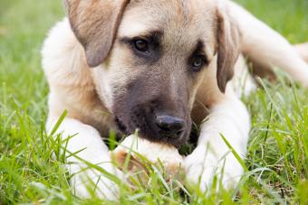 Four month old Anatolian Shepherd puppy laying in the grass chewing on a bone