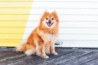 Pomeranian Looking At Camera
