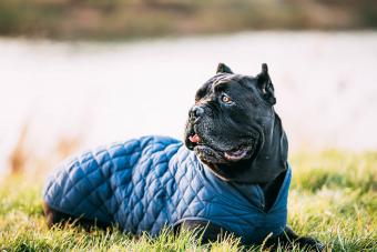 Black Cane Corso Dog Sitting In Grass