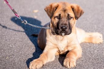 Portrait Of Cane Corso Puppy