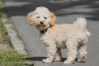 Portrait Of Cavapoo Puppy On Road