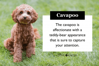cute cavapoo puppy sitting in the grass