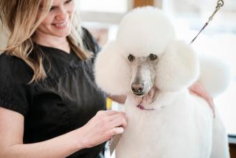 pet groomer grooming a poodle