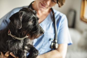 Female veterinarian holding a little schnauzer