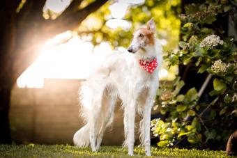 Borzoi dog outdoors