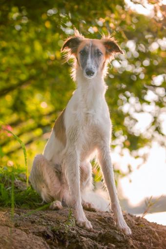 Borzoi at sunset