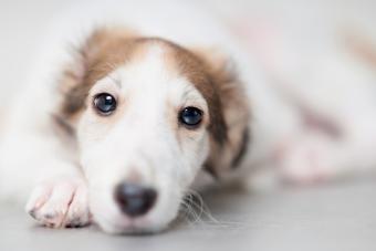 Borzoi puppy staring at camera