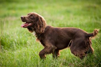Boykin Spaniel male dog