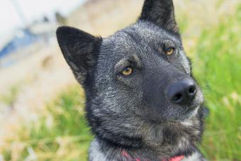 Norwegian Elkhound Dog