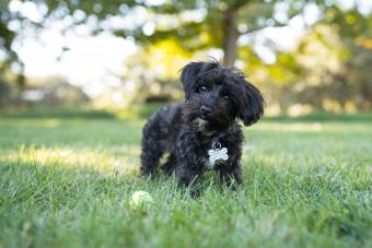 Yorkipoo Dog Standing Outdoors with Tennis Ball