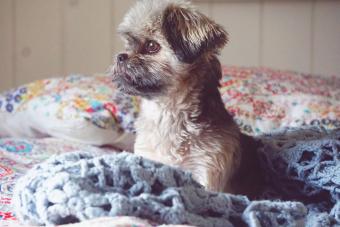 Yorkipoo puppy relaxing on bed