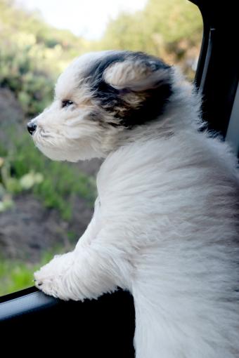 Yorkipoo dog looking out of a car window