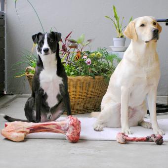 Two dogs with raw bones