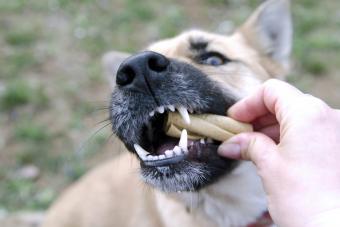 Dog teeth animal health care