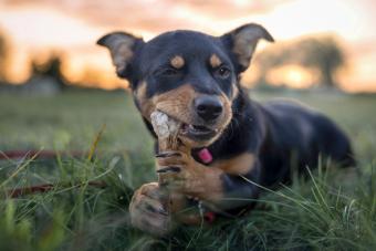 Puppy lying on the grass bitting a bone