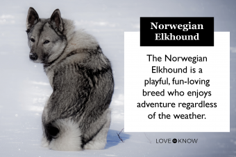 Norwegian Elkhound Breed Card