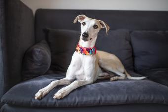Whippet Dog Sitting On Sofa At Home