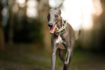 Whippet dog playing in nature