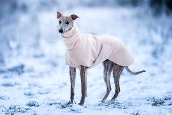 A whippet wearing a fleece rug stands in the snow.