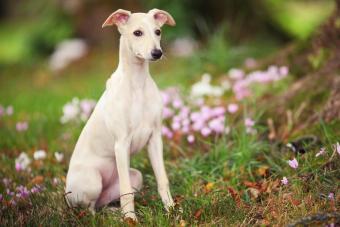 Whippet Puppy in Woodland