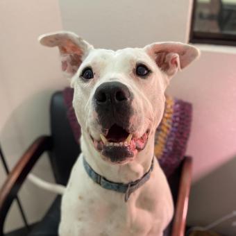 Photo of Xyla, a white Pitbull mix smiling at the camera.