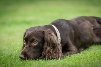 Brown boykin spaniel lying on grass