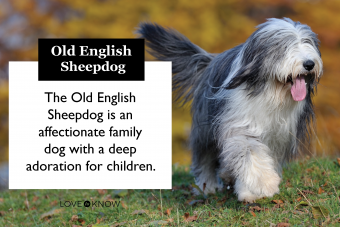 Old english sheepdog breed card